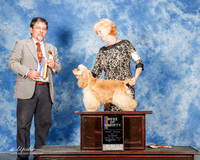 Cocker Spaniel #10 Sun BOV Miller Deann and Shawna Buckley Judge Elizardo Valadez