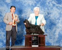 Cocker Spaniel #5 Sun BOV Miller DeAnn and Jenifer Elwanger Judge Elizardo Valadez