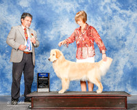 Golden Retriever #8 Sun BOW Allen Jane Ann and Debra Keen Agent Diane Mueller Judge Elizardo Valadez