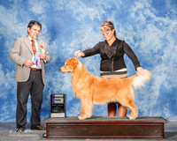 Golden Retriever #17 Sun WD Thornberry Barbara Judge Elizardo Valadez