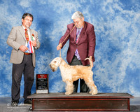 Soft Coated Wheaten Terrier #7 Sat BOS Smith Tim Judge Elizardo Valadez