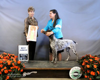 German Shorthair Pointer Junior #J509 Sat Best Junior Emma Baldobino LR Houston Mar 2013