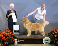 Golden Retriever #8 Sat Sporting Group 3 Shari & Kevin Curran & Barbara Brown Judge J McGinnis LR Houston Mar 2013