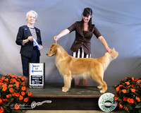 Golden Retriver #30 Sat Best of Winners Judy Inman, Rebecca Heimann & Brandye Randemann Judge J McGinnis LR Houston Mar 2013
