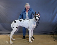 Great Dane "Emmett" Custom Sun LR Houston Mar 2013