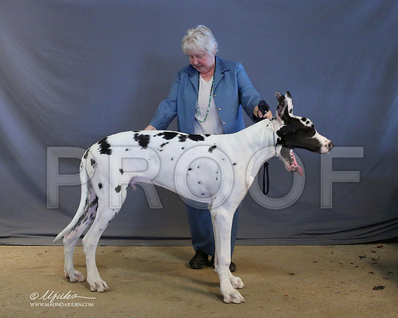 Dane-9036-LR