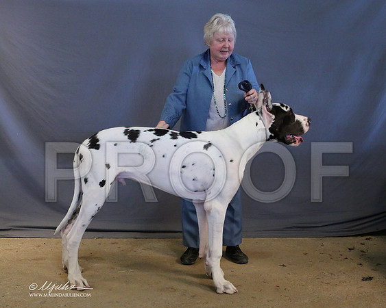 Dane-9039-LR
