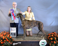 Greyhound #5 Sat Reserve Best in Show M Steele P Caddell C Dabbs A Phelan R Gaudet Agent Rindi Gaudet Judge J Purkhiser LR Houston Mar 2013
