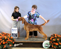 Irish Setter #16 Winners Bitch Judge C Vogels LR Houston Mar 2013