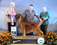 Irish Setter #17 B&M Foote & J Fisher DVM & K Wall & T McNeal Judge Agent David Harper Judge J Purkhiser LR Houston Mar 2013