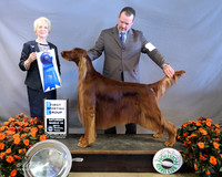 Irish Setter #17 Sat Sporting Group 1 B&M Foote J Fisher DVM & K Wall & T McNeal Agent David Harper  Judge J McGinnis LR Houston Mar 2013