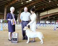 Labrador Retriever #12 Sat Best of Breed Judge J McGinnis LR Houston Mar 2013