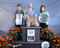 Lakeland Terrier #5 Sat Terrier Group 1 Beth Dowd & C Ruggles & Terrydale Kennels Agent Scott Sommers Judge S Goldberg LR Houston Mar 2013