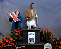 Papillon #11 Sat Toy Group 2 Patricia Rust & Jane Snider Agent Hiram Stewart Judge J Allen LR Houston Mar 2013