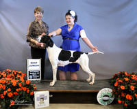 Pointer Junior #J102 Sat 1st Place Novice Intermediate Melony Lopez CHANGE WIN BOARD LR Houston Mar 2013