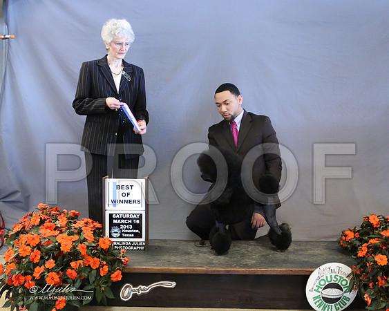 Poodmin-8348-LR