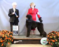 Poodle Standard #? Sat 6-9 Dog First Judge J McGinnis LR Houston Mar 2013