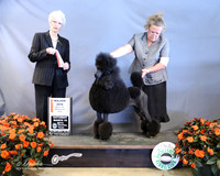 Poodle Standard #? Sat Best of Opposite Sex Judge J McGinnis LR Houston Mar 2013