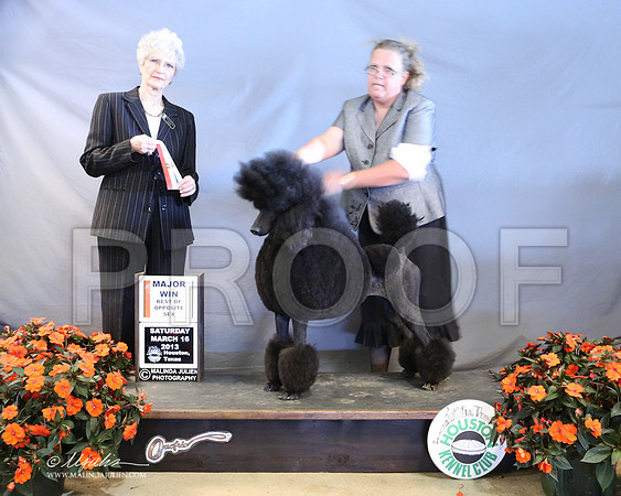 PoodSt-7946-LR