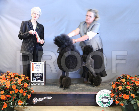PoodSt-7945-LR