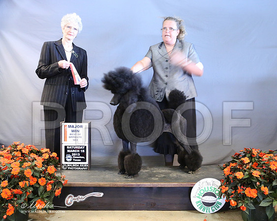 PoodSt-7947-LR