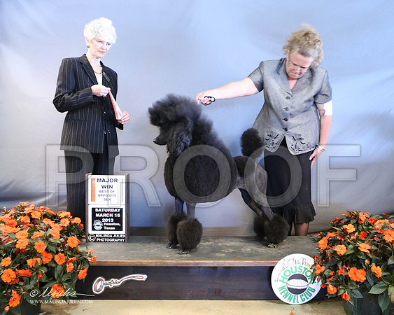 PoodSt-7952-LR