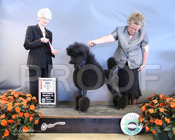 PoodSt-7953-LR