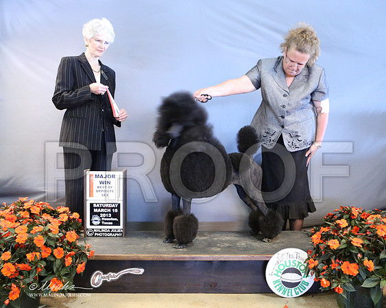 PoodSt-7954-LR