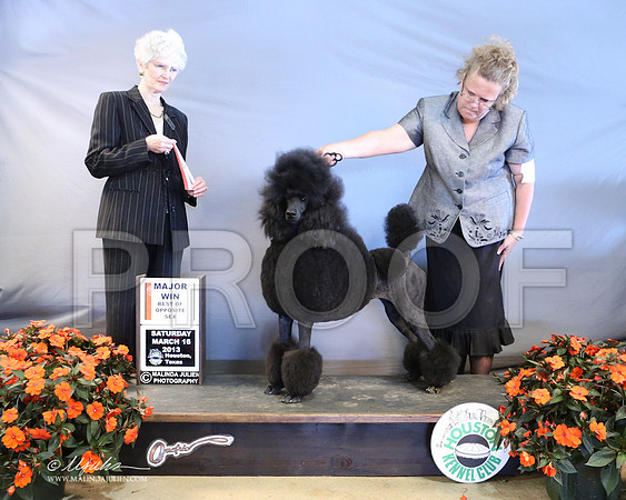 PoodSt-7955-LR
