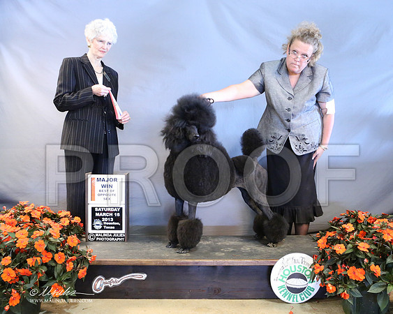 PoodSt-7957-LR