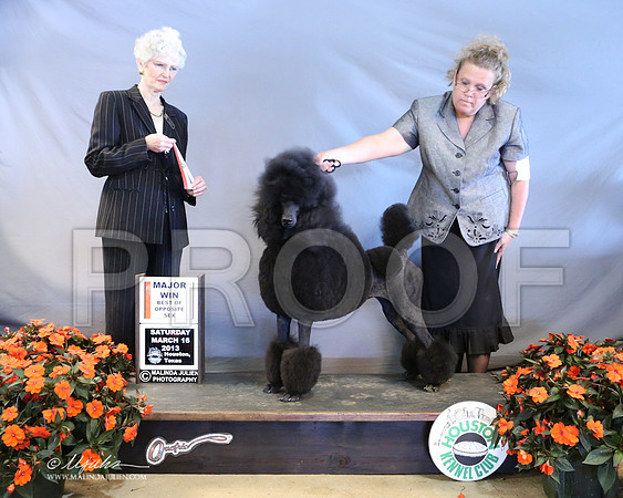 PoodSt-7958-LR