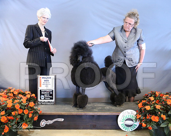 PoodSt-7959-LR