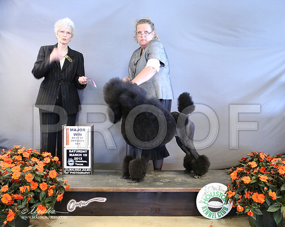 PoodSt-7961-LR