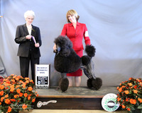 Poodle Standard #? Sat Reserve Winners Dog Judge J McGinnis  LR Houston Mar 2013