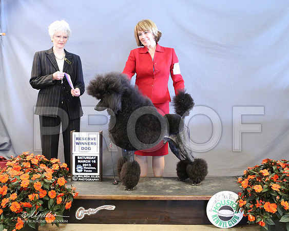 PoodSt-7966-LR