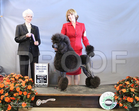 PoodSt-7971-LR