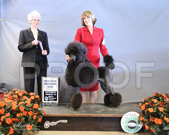 PoodSt-7973-LR