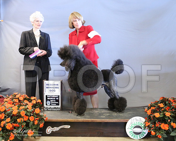 PoodSt-7974-LR