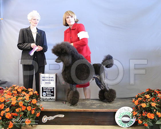 PoodSt-7975-LR