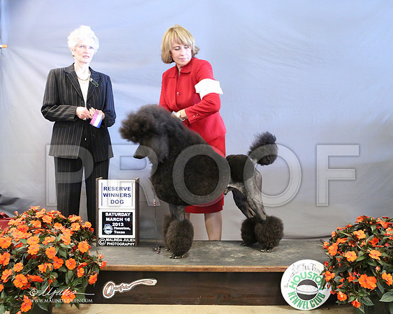 PoodSt-7976-LR