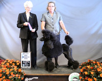Poodle Standard #? Sat Winners Dog LR Houston Mar 2013