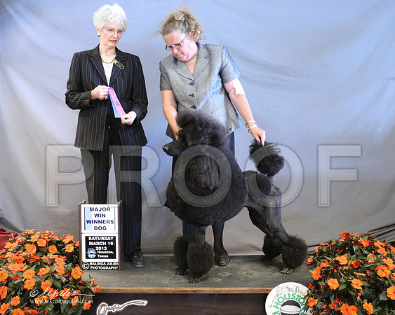PoodSt-7978-LR