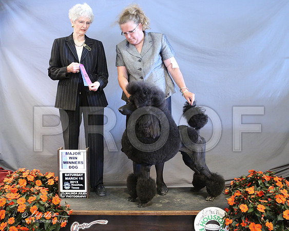 PoodSt-7979-LR