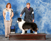Border Collie #5 Sun G1 Mosing Jennifer and Feng Jin Agent Brian Livingston Judge Danelle Brown