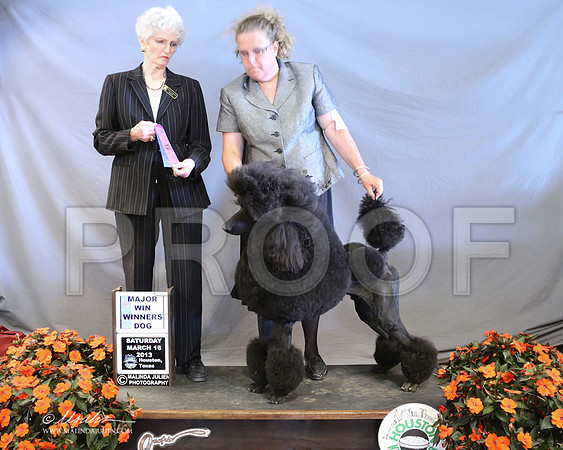 PoodSt-7982-LR