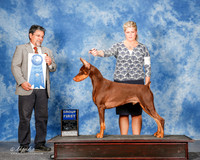 Doberman Pinscher #5 Sun G1 Michell Carolyn Auntin Jody Huston E Gould Colleen Judge Elizardo Valadez