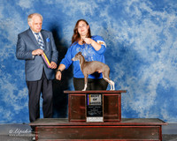 Italian Greyhound #5 Sun BOB Swanson Shawna and Blake Judge Richard Albee