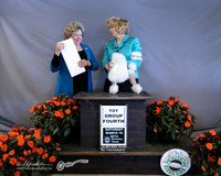 Poodle Toy #16 Sat Toy Group 4 Sue Talkington & Elizabeth Brown Agent Elizabeth Brown Judge J Allen LR Houston Mar 2013