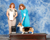 Pembroke Welsh Corgi #6 Sun G4 Perry MArcene and Tammy Floyed and Sharon Wild DVM Judge Danelle Brown