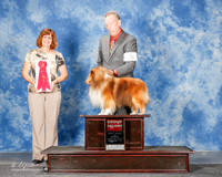 Shetland Sheepdog #5 Sun G2 McCambridge Sandra Agent Jamie Ennis Judge Danelle Brown